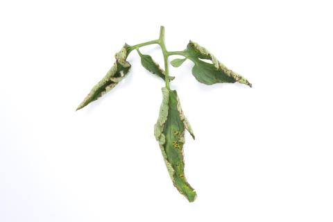 Tomate - Moucheture bactérienne (Pseudomonas syringae pv. tomato)