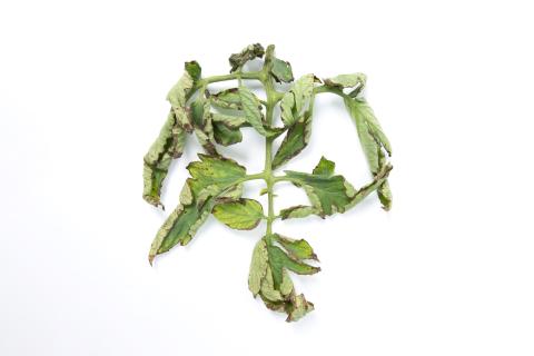 Tomate - Moucheture bactérienne (Pseudomonas syringae pv. tomato)