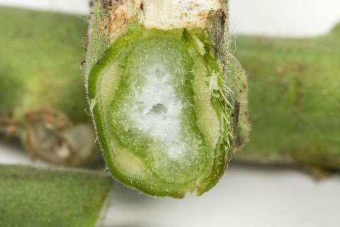 Tomate - Chancre bactérien (Clavibacter michiganensis subsp. michiganensis)