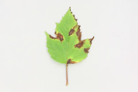 Viornes - Tache bactérienne (Pseudomonas syringae)