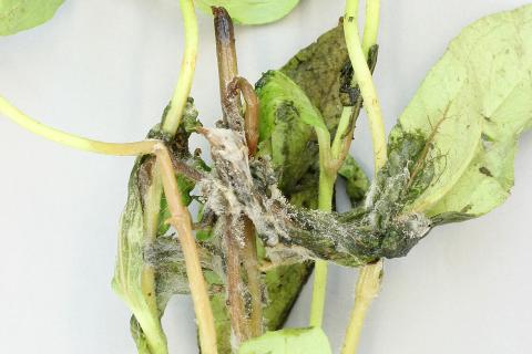 Zinnias - Moisissure grise (Botrytis cinerea)