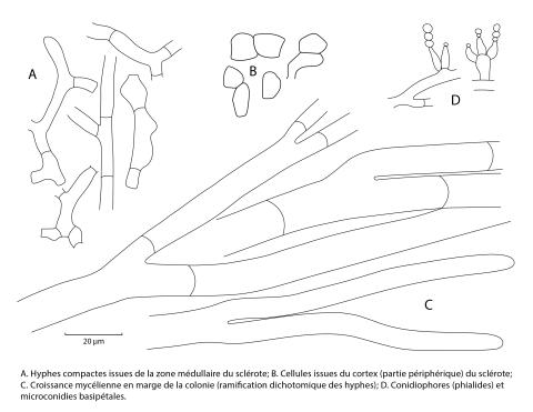 Sclerotium_cepivorum_figure1