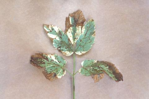 Herbes aux goutteux - Tache septorienne (Septoria sp.)