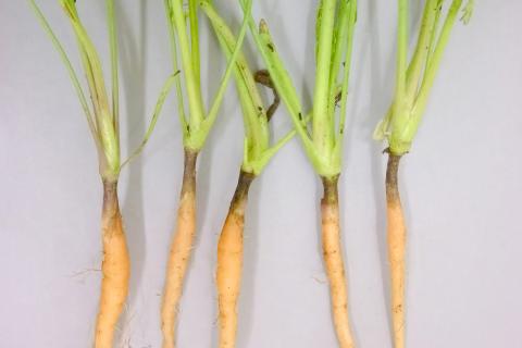 Carotte - Chancre de chaleur