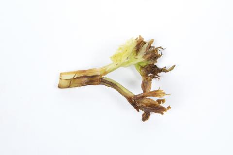 Céleri - Coeur noir (Carence en Ca)