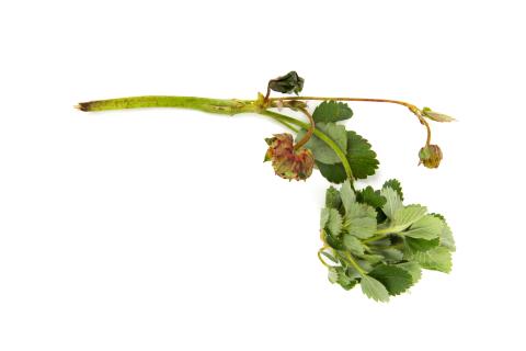 Fraise - Phytoplasme de la jaunisse de l'aster