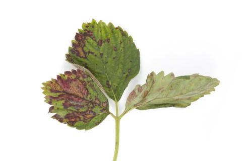 Fraise - Tache foliaire (Zythia fragariae)