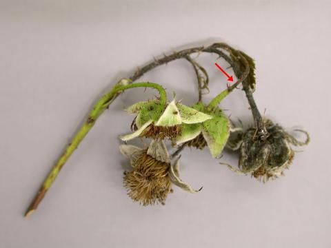 Framboise - Brûlure bactérienne (Pseudomonas syringae)