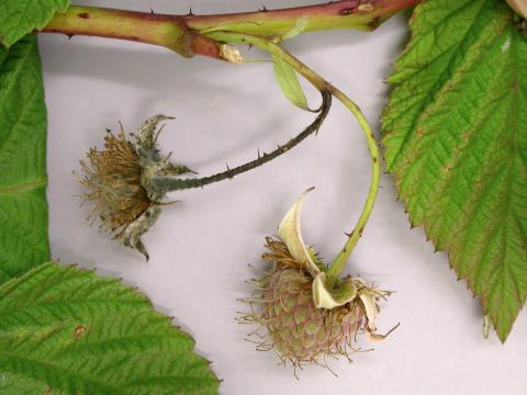Framboise - Brûlure bactérienne (Pseudomonas syringae)