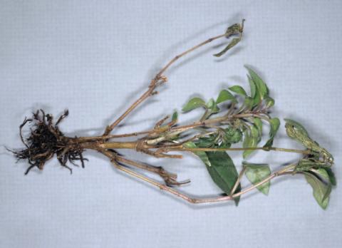 Fuchsias - Pourriture noire des racines (Berkeleyomyces basicola)