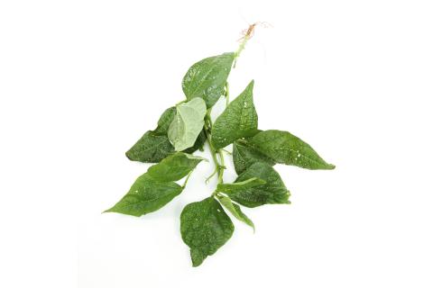 Haricot - Virus de la mosaïque du soja (SMV)_5