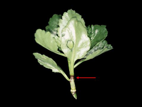 Kalanchoés - Virus de la tache nécrotique de l'impatiente (INSV)