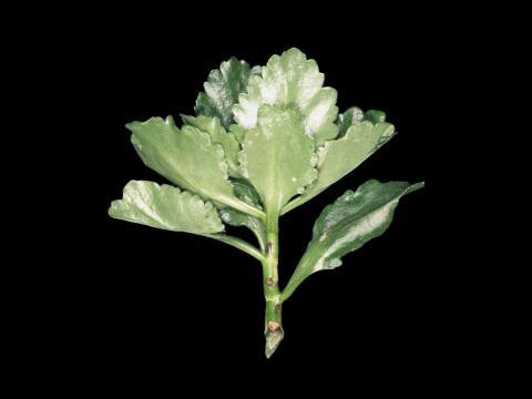 Kalanchoés - Virus de la tache nécrotique de l'impatiente (INSV)