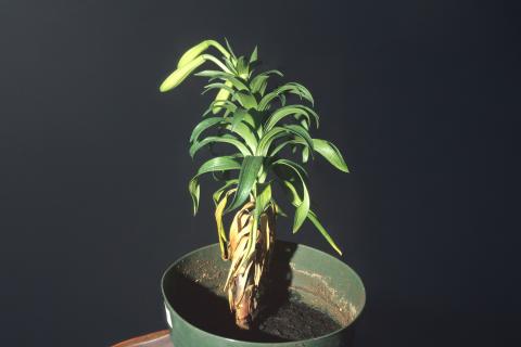 Lis - Salinité élevée