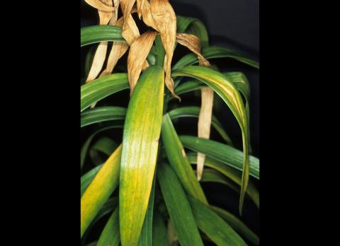 Lis - Nématode foliaire (Aphelenchoides sp.)