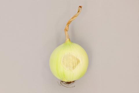 Oignon sec - Insolation (coup de soleil)_5