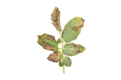 Pomme de terre - Brûlure hâtive (Alternaria solani)