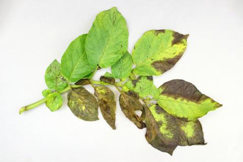 Pomme de terre - Verticilliose (Verticillium dahliae)