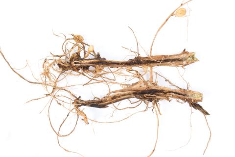 Pomme de terre - Jambe noire (Pectobacterium atrosepticum)