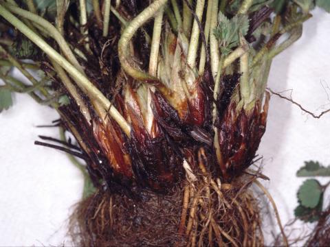 Fraise - Maladie des collets multiples du fraisier