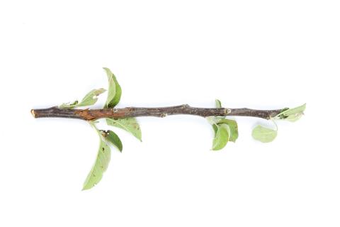 Pomme - Anthracnose (Neofabraea sp.)_15