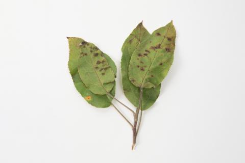 Pomme - Tavelure (Venturia inaequalis)_6
