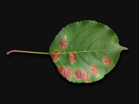 Pomme - Rouille (Gymnosporangium sp.)