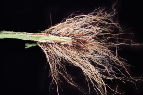Tomate - Fusariose vasculaire (Fusarium oxysporum f. sp. lycopersici (FOL))