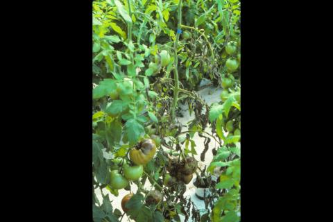Tomate - Mildiou (Phytophthora infestans)
