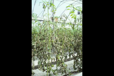 Tomate - Mildiou (Phytophthora infestans)