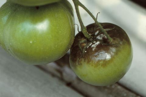 Tomate - Mildiou (Phytophthora infestans)