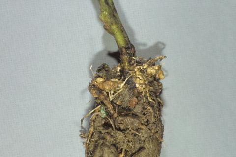 Tomate - Nématode cécidogène du nord (Meloidogyne hapla)