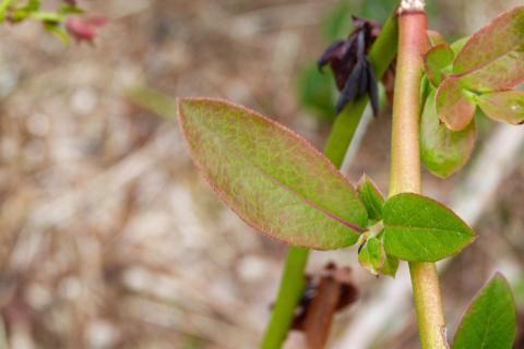 Bleuet - Virus du choc du bleuet (BlShV)