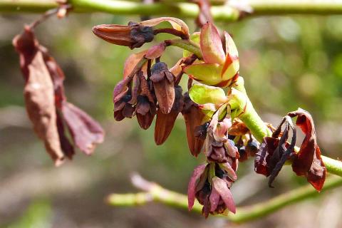 Bleuet - Virus du choc du bleuet (BlShV)