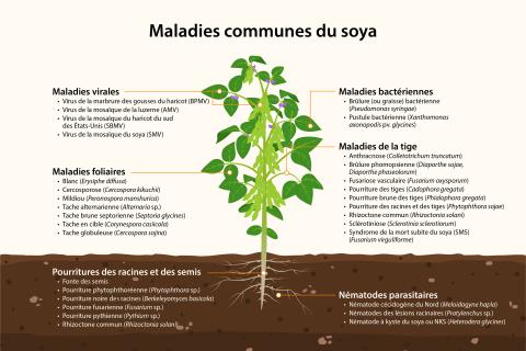Soya - principales maladies