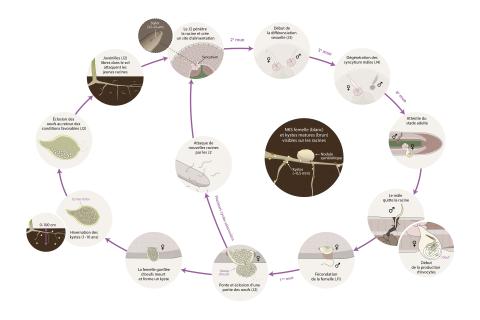 Soya - Nématode à kyste du soya NKS (Heterodera glycines) - Cycle de maladie