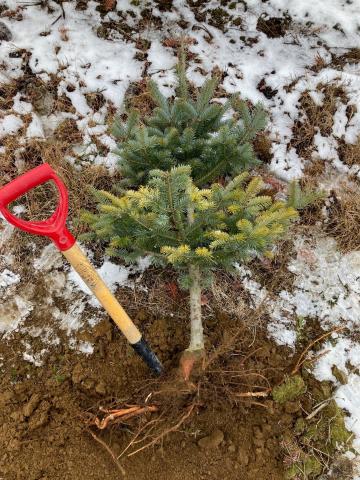 Arbres de Noël (Sapins)_Carences associées à un pH élevé