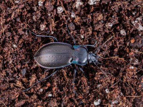 Carabe des bois (Carabus nemoralis)