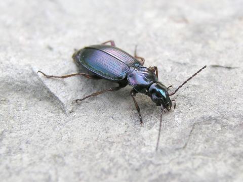 Agonum muelleri