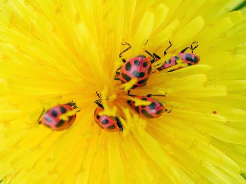 Coccinelle maculée (Coleomegilla maculata)