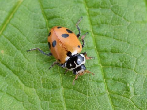 Coccinelle des friches (Hippodamia variegata)