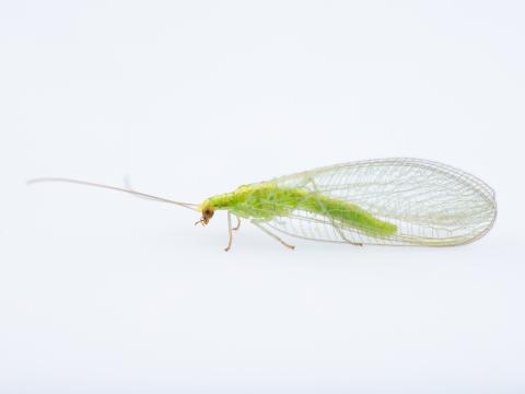 Chrysope verte (Chrysoperla carnea)