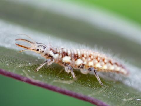 Chrysope verte (Chrysoperla carnea)