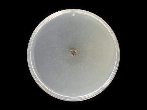 Alternaria_solani_14