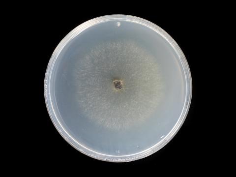 Alternaria_solani_13