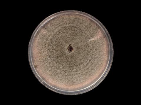 Colletotrichum_acutatum_8