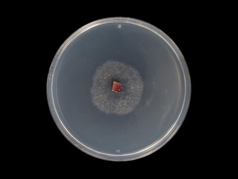 Colletotrichum_acutatum_10