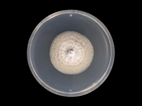 colletotrichum_coccodes_10