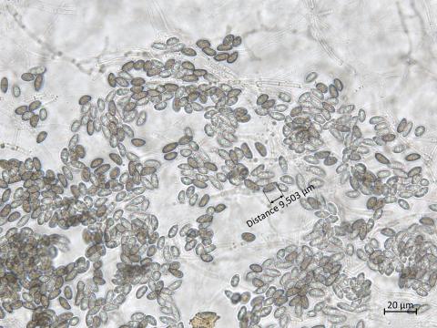 Coniella_diplodiella_2