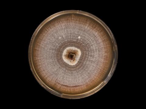 Dactylonectria_torresensis_8